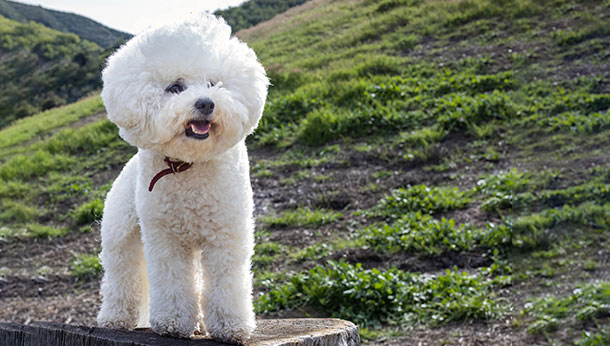 Un Bichón Frisé en el campo