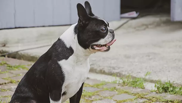 Un Boston Terrier