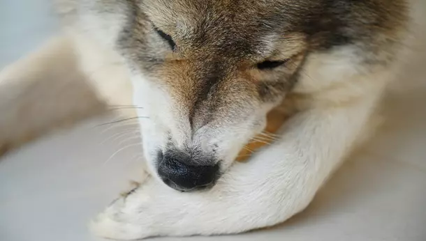 Un perro lamiéndose la pata