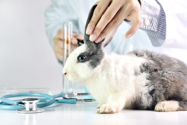 Tratamientos comunes para enfermedades en mascotas