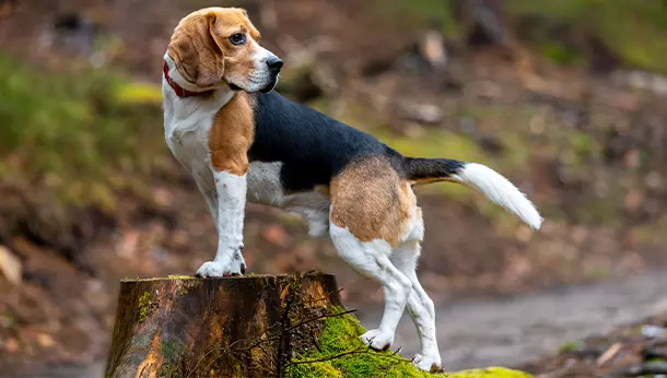 Un Beagle