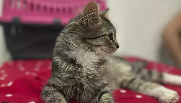 Clínicas | Evidensia, hospitales veterinarios