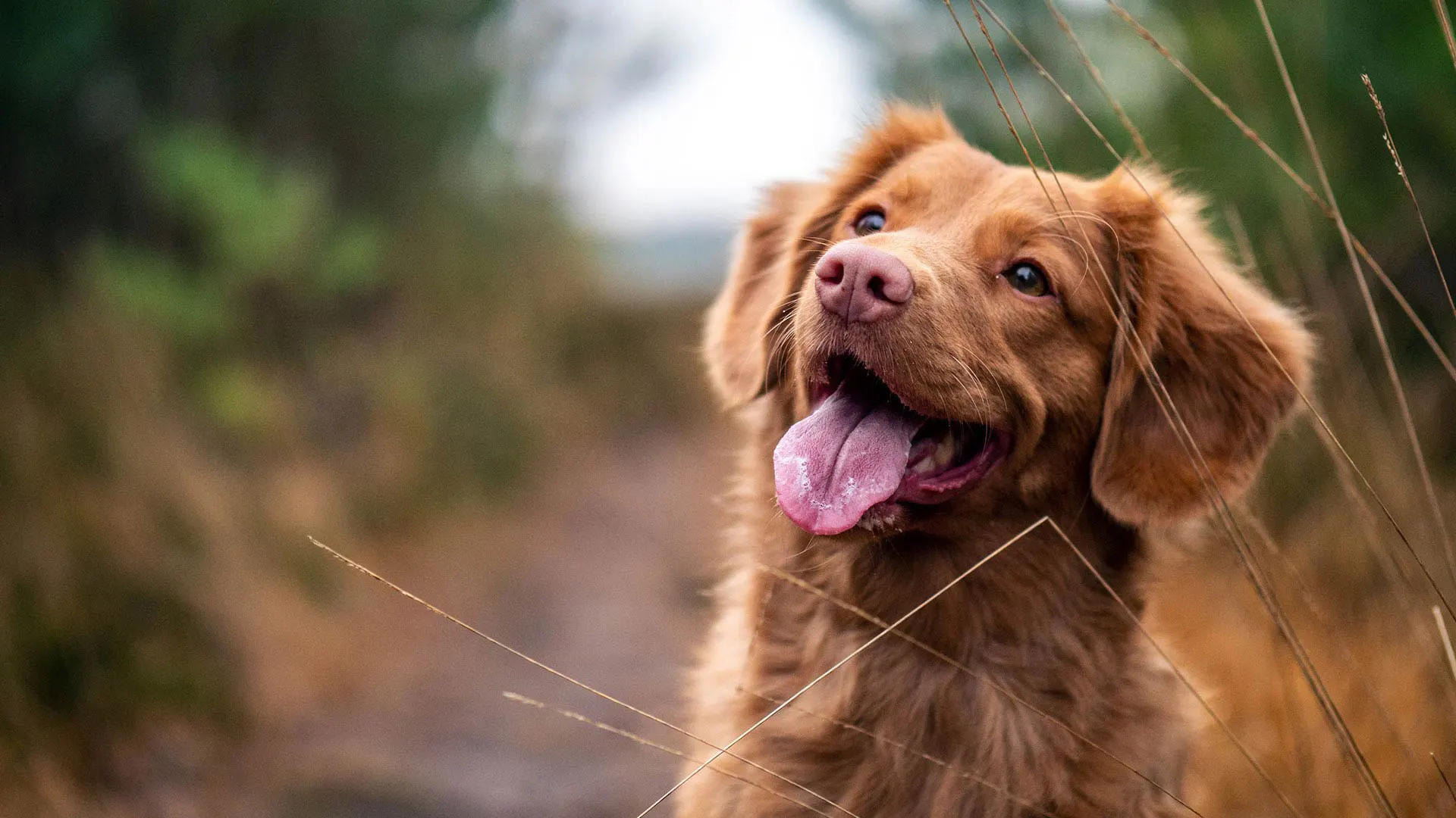 Servet Sevilla Centro Veterinario