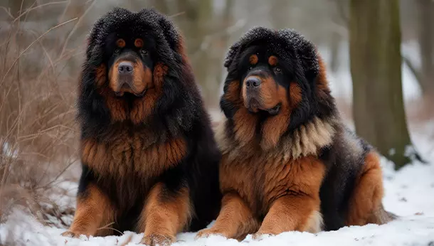 Dos mastínes tibetanos