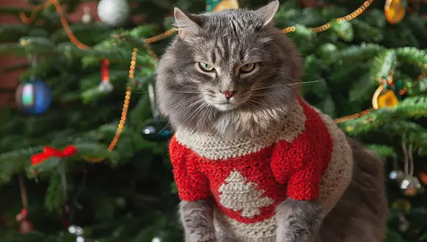 Árboles de Navidad y gatos: cómo mantener la armonía durante las fiestas