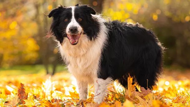 Un perro raza Collie en un bosque