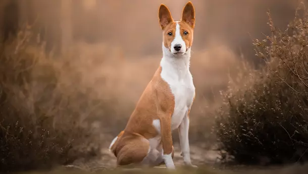 Un perro basenji