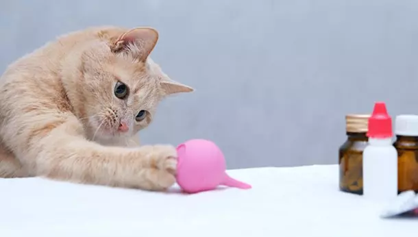 Un gato jugando