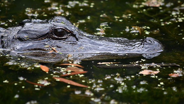 Un cocodrilo en un lago