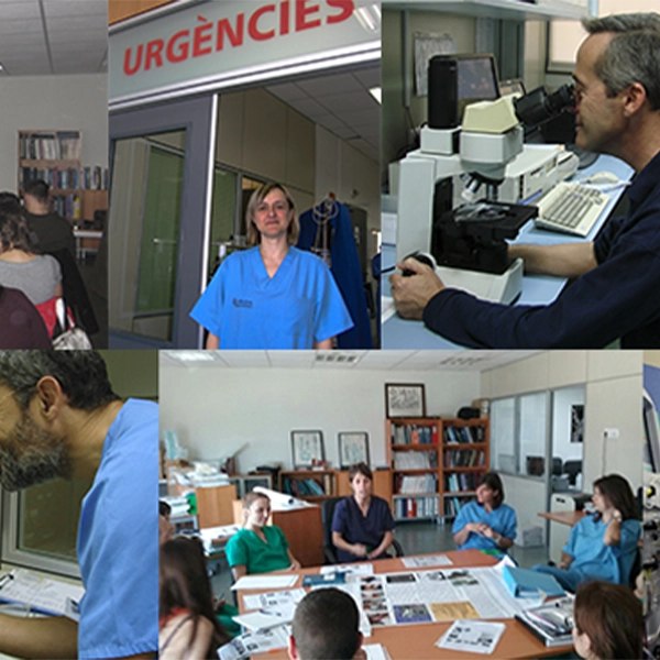 Hospital Veterinario Molins