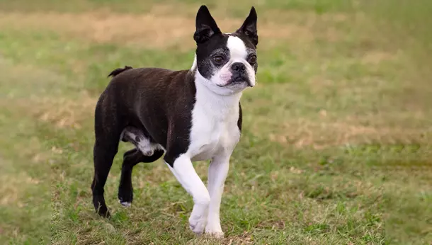 Un Boston Terrier paseando