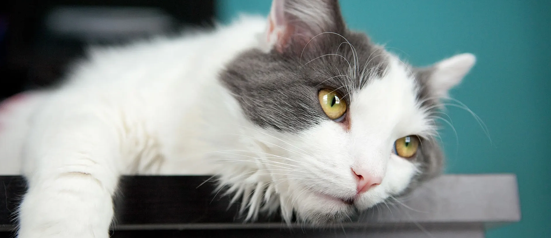 Gato tumbado