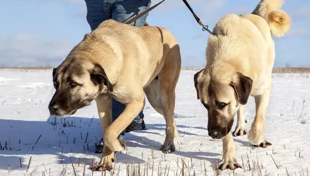 Dos Kangal