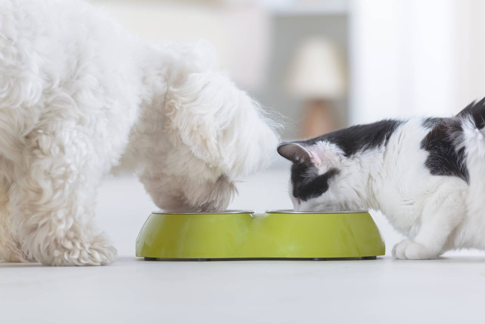 Nutrición para mascotas: Dietas saludables para tu compañero fiel