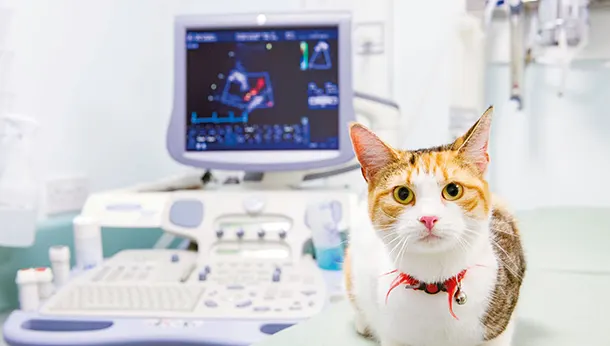 Hospital Veterinario Castellon del Mar