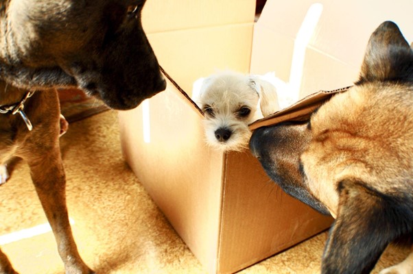 Todo sobre la desparasitación de perros y gatos