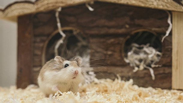 Qué es la enfermedad de cola mojada en hamsters