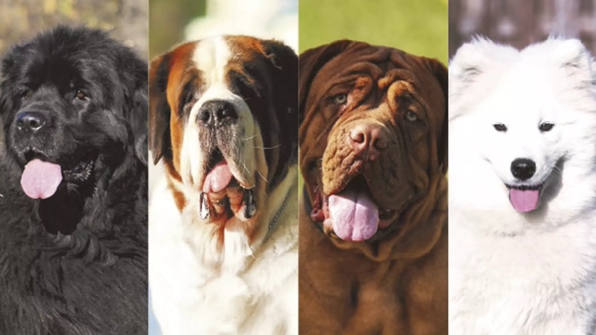 Perros grandes