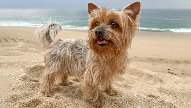 Un Yorkshire Terrier en la playa