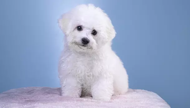 Un Bichón Frisé sobre una cama