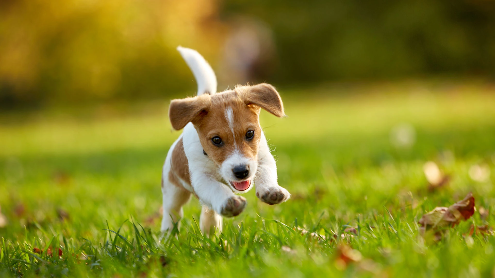 Clínica Veterinaria Pet Doctors Punta Prima