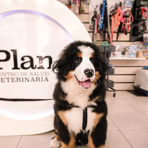 Clínica Veterinaria Plans LesArts