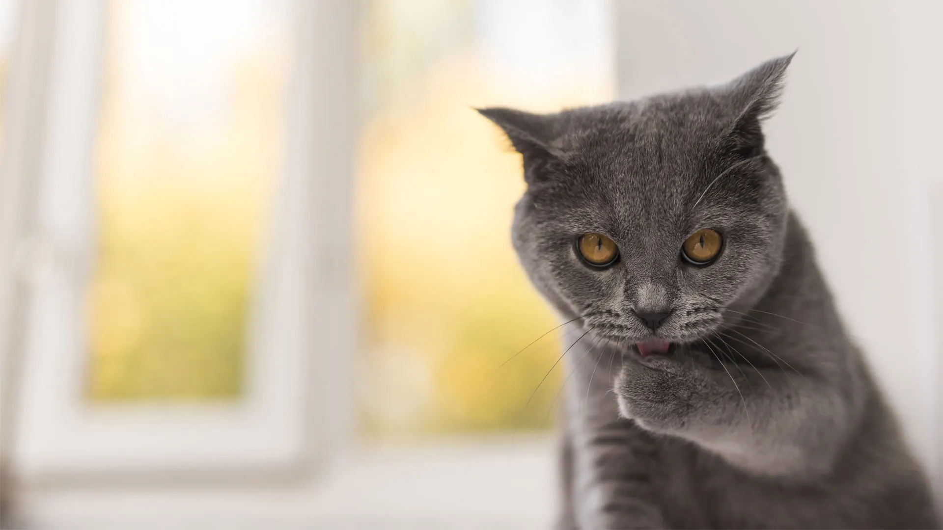 Sarna en gatos: tipos, tratamiento y contagio