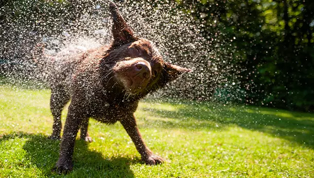 Un perro mojado