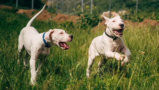 Dos dogos argentinos