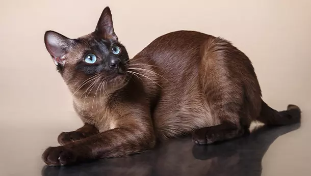 Un Gato Tonkinés
