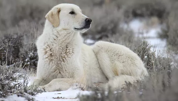 Un perro de raza Kuvasz