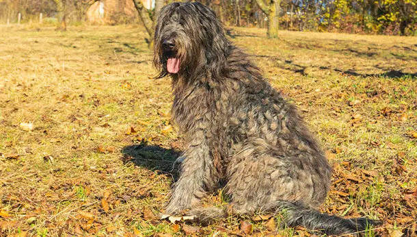 Un perro de raza Bergamasco