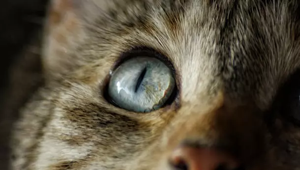 Primer plano del ojo de un gato