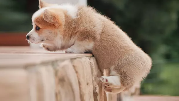 Un cachorro subiendo una escalera