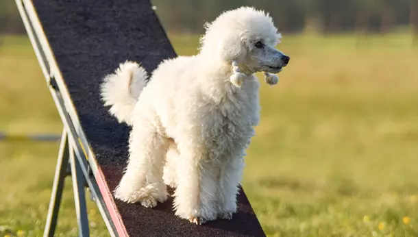 Un caniche mediano