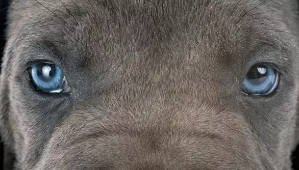 Primer plano de los ojos de un perro