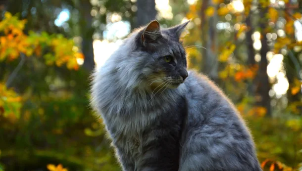 La salud de las mascotas en 8 pasos