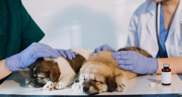 Control de parásitos en perros: prevención y tratamiento