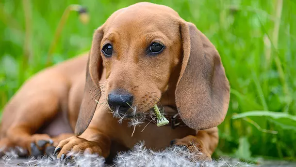 Un perro mordiendo un diente de león