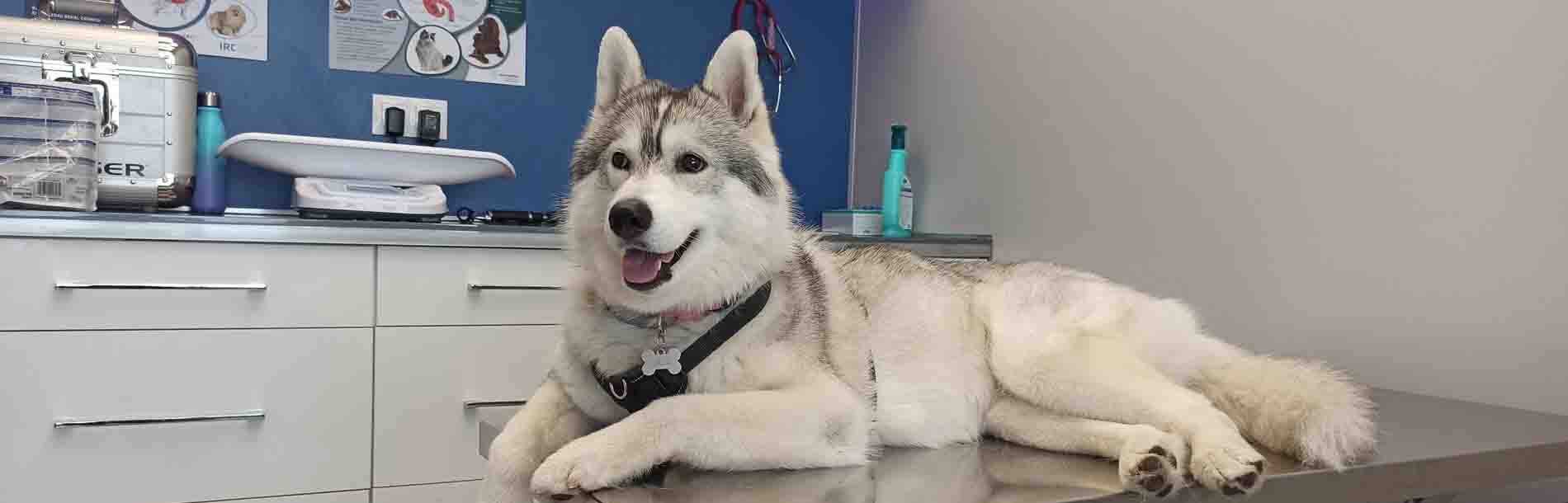 Clínica Veterinaria Plaza de Italia