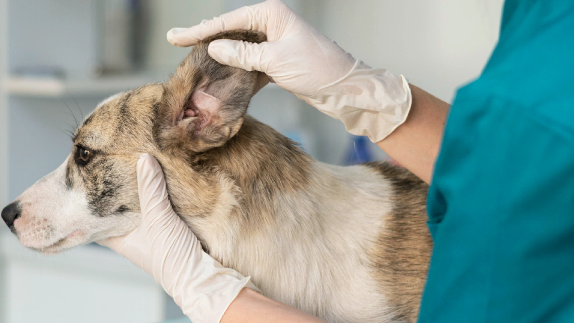 Clínicas | Evidensia, hospitales veterinarios