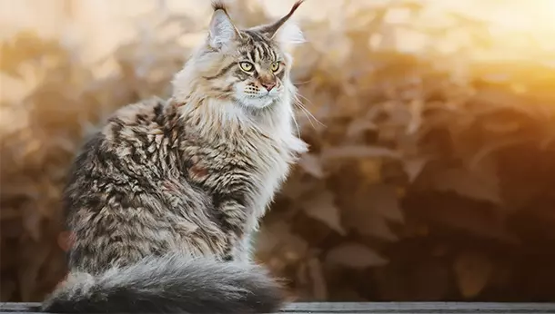 raza gato Maine Coon