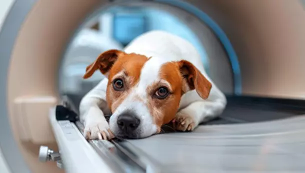 Un perro antes de una operación