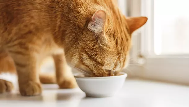 Cuándo empieza a comer un gato