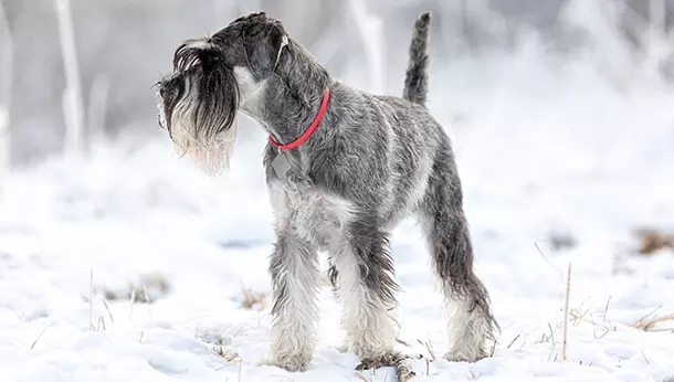 Un Schnauzer mediano