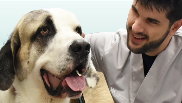 Un veterinario junto a un perro