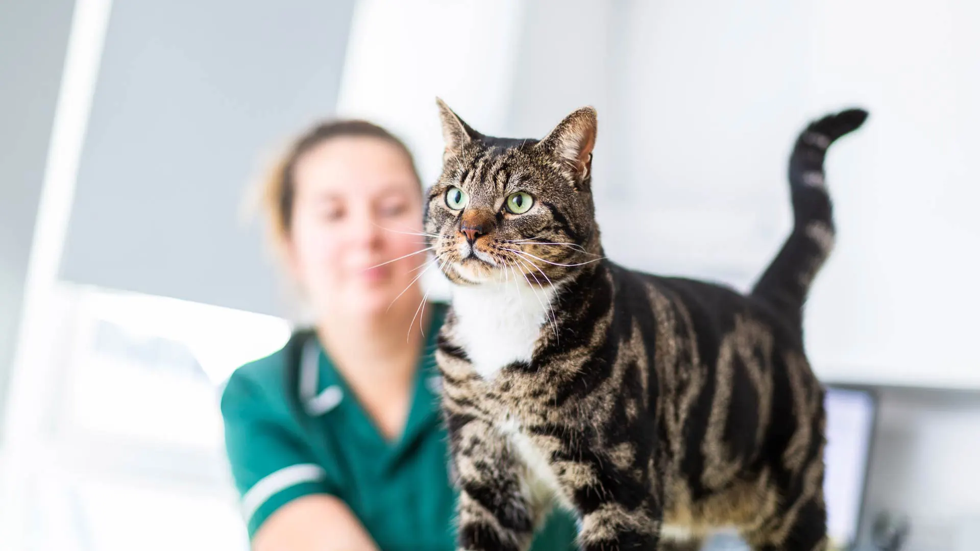 Veterinario junto a gato