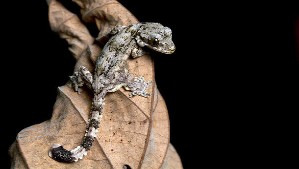 Un lagarto posado en una hoja