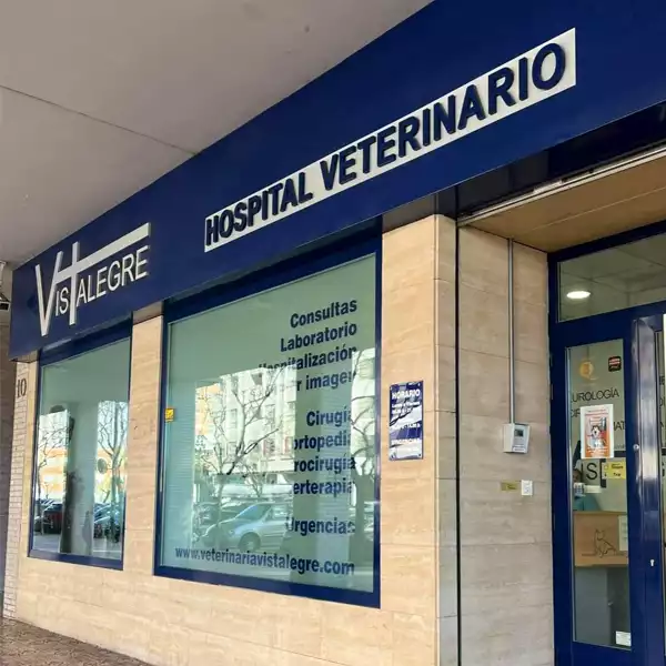 Gato en el veterinario