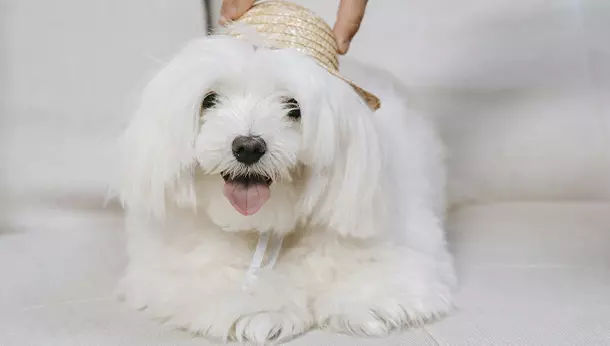 Un bichon maltés con un sombrero